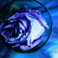 лазурная роза :: Мария Шумаева