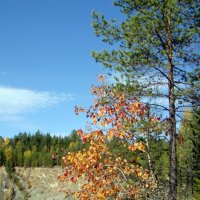 Тонкими ветвями,я к сосне прижалась..... :: Елизавета Успенская