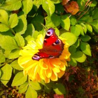 бабочка на цветке :: Виктория Семенова