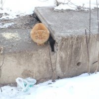 Кот греется :: Батыргул (Батыр) Шерниязов