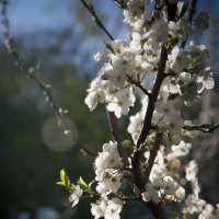 Весна :: Астарта Драгнил