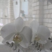 Мамина орхидея :: РАМ Стрельцов