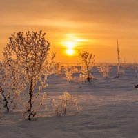 Морозное утро :: Андрей Васильев