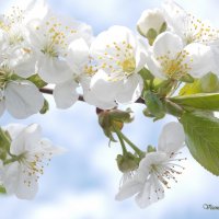 Цвет вишни :: Виктория Стукалина