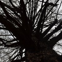 мертвое дерево :: Елена Тарабыкина