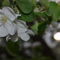 Как красиво цветёт яблоня... :: Алина Кислинская