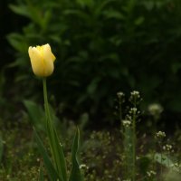 желтый тюльпан - вестник весны) :: Gloriya 