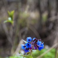 Медуница :: Светлана Белая