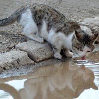 сушняк.. :: Алена Шуплецова