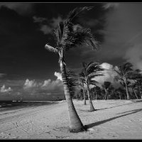 Танцующие пальмы :: Gregory Regelman