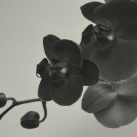 Орхидея :: Ирина 
