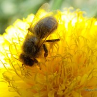 Пчела собирает нектар :: Виктория Стукалина