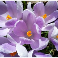 Цветы весны :: ОЛЬГА (olinaviolina)