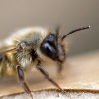пчела :: Sergey Gorelov