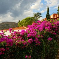 Бугенвиллия цветёт (о.Сицилия,Италия) :: Николай Фарионов