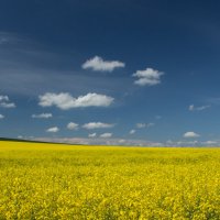 Рапсовое поле :: Макс Сологуб