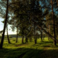 По лесным тропам :: Сергей Политыкин