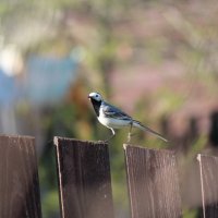 Белая трясогузка/ Белая сітаўка/ White Wagtail :: Наталья Кочегарова