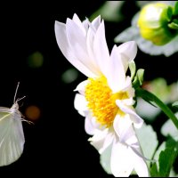 Бабочки :: AVETIS GHAZANCHYAN