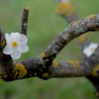 возрождение :: Елена Овчинникова