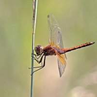 Стрекоза-метальщица красная (Crocothemis erythraea) :: Игорь Триер