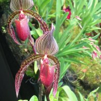 Орхидея :: Нина Ковзель