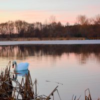 Лебедь на озере :: Анастасия Радыно