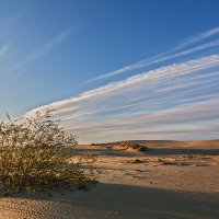 Куст :: Владимир Самсонов