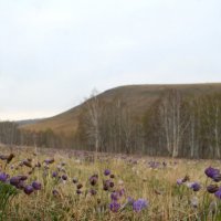 хакасские подснежники "Хой порчозы" :: Максим Ахпашев