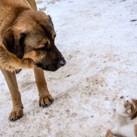 Диалог :: Виктор Киселев