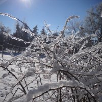 Ледовый куст :: Дарина 