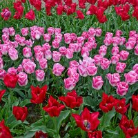 Тюльпаны Голландии :: Лидия Цапко