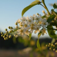 Я не поверила в примету давнюю... :: Елена Фокина