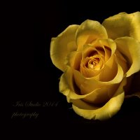 Желтая роза... :: Ирина Котенева