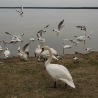 Весенний слёт на озере Нарочь в Республике Беларусь :: Мила 