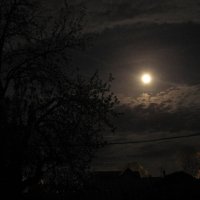 Лунная ночь :: Катерина C