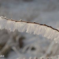 Морозное утро :: Юлия Животкова