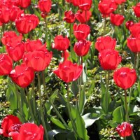 Тюльпаны :: Любовь Бутакова