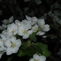 Яблоня цветет. :: Vladikom 
