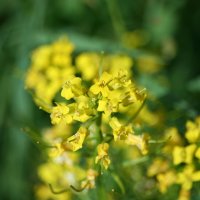 Желтые цветы :: Андрей Кузнецов
