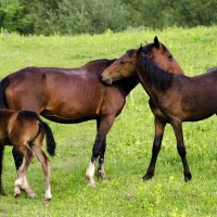 Семья лошадей :: Oleg Khot