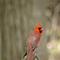 Red Cardinal :: Alexandr Ghereg