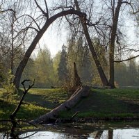 Старые липы :: Юрий Цыплятников