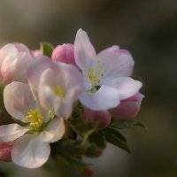 Когда яблоня цветет :: Виктор ViG