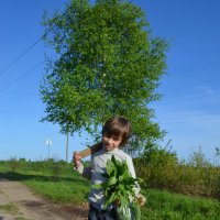 Первый урожай-щавель. :: Евгения Бакулина 