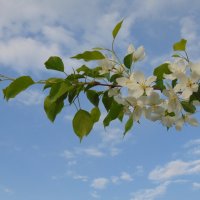 Яблони в цвету! :: Vladikom 