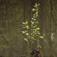 Деревцо на воде :: Виктория Трунова