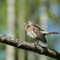 Дрозд-рябинник. :: Вячеслав 