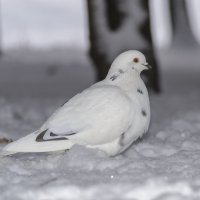 Белый голубь) :: Богдан Петренко