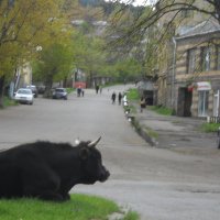 Наконец, нашел траву в этом городе... :: Arusia Davrisheva